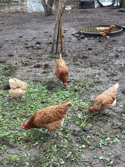 The scene depicts a yard in Пожарское сельское поселение, Ukraine, with five chickens foraging. Four chickens are brown and actively pecking at the ground, which is a mix of dirt and green vegetation. One chicken stands in a metal water trough. A tree branch and a wooden structure are visible in the background. The tires and signage suggest a nearby repair shop.