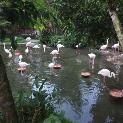 This image depicts a group of flamingos in a shallow body of water, likely an enclosure within a zoo or wildlife park. The setting is lush and green, with dense foliage and trees surrounding the water. Several flamingos are visible, mostly standing on their long, slender legs. Some are dipping their heads into the water, presumably feeding, while others are simply standing or walking. Red feeding dishes are placed in the water in front of some of the birds. The lighting suggests it is either early morning or late afternoon, as the light is diffused and the shadows are not harsh. The overall impression is one of a tranquil natural habitat, even if it is an artificial one. The location in the city of Durin Serugun, Indonesia is not evident from the image itself but would refer to a specific zoo or park within that city.