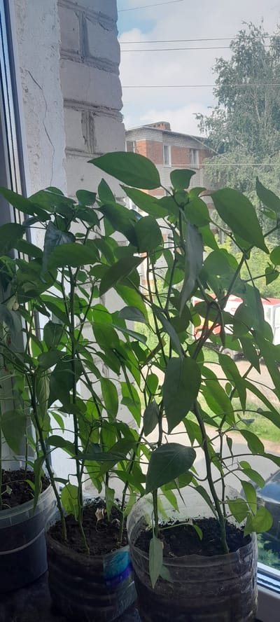 The image is a close-up shot of a leafy green plant growing in a repurposed plastic bottle planter. The plant has numerous green leaves and thin stems, with a few dried leaves at the base. The planter is a clear plastic bottle that has been cut open and filled with soil. Another plastic container with soil and a dried leaf is visible below the main planter.

In the background, through the window, a building with brickwork and windows is visible. There are also tree branches and leaves, suggesting an outdoor setting. The sky appears to be light with some clouds, indicating daylight. The overall scene is likely set on a windowsill in Pesyanka, Russia, given the provided location context. No people are visible in the image. There is no discernible text in the image.