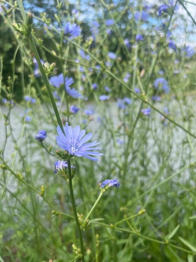 The image shows a close-up of a patch of Chicory flowers, with a prominent blue flower in the foreground. The flowers are delicate with multiple thin petals. The background is blurred, showing more of the blue flowers and green stems, suggesting a natural setting. In the far background, a lighter, out-of-focus area hints at a paved surface, possibly a path or road, and beyond that, some green foliage and a pale blue sky. There are no people or animals visible. The scene is likely outdoors, in a park or a naturalized area within the city of Chilliwack, Canada, given the context of Chicory being a common roadside and field plant in the region.