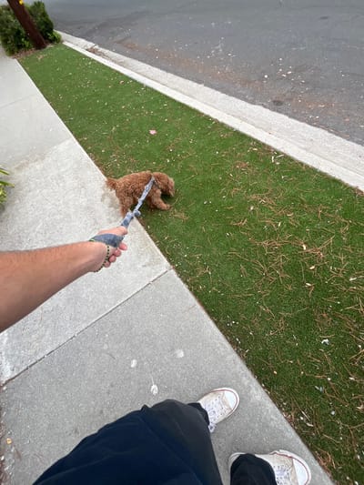 A first-person perspective image depicts a human subject walking a small, curly-haired, brown dog on a leash in Rancho Palos Verdes, United States. The human subject's right arm, clad in a grey wristband with green and yellow accents, holds a grey and black fabric leash. Their lower legs are visible, wearing black pants and white canvas sneakers with red trim on the sole. The dog, positioned to the right of the human, is walking or sniffing a strip of artificial green turf situated between a concrete sidewalk and an asphalt street. The turf is sparsely covered with fallen pine needles and small, light-colored debris. A white concrete curb separates the turf from the street. A dark grey asphalt street occupies the upper right portion of the frame, showing light-colored specks on its surface. A wooden utility pole is partially visible on the far left edge of the image. The scene is illuminated by ambient daylight, with no discernible harsh shadows.