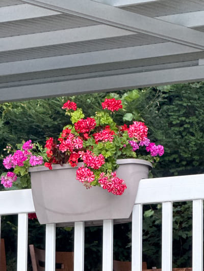 A hanging planter filled with a vibrant mix of pink and red geraniums is suspended on a white railing. The planter itself is a light gray, elongated oval shape. Behind the planter, lush green foliage creates a natural backdrop. Above, a gray, slatted structure, likely a pergola or awning, provides overhead cover. The image is taken from a slightly elevated perspective, looking down at the railing and planter. The scene appears to be in a garden or outdoor living space in Grivitsa, Bulgaria, suggesting a warm-weather setting.