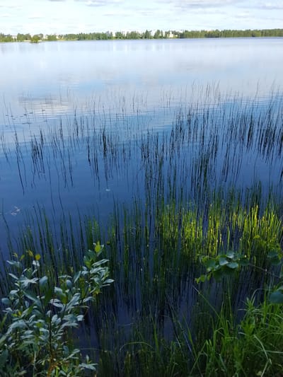 This is a daylight photograph taken from the edge of a body of water, likely a lake, in Kemijärvi, Finland. The water is calm and reflects the sky and a distant shoreline. The foreground features reeds and some leafy plants growing along the water's edge. The background shows a tree line and buildings, indicating a populated area. The sky is partly cloudy, with a light blue hue. The overall scene depicts a natural waterfront setting within an urban or semi-urban environment. There are no people or animals visible in the image.