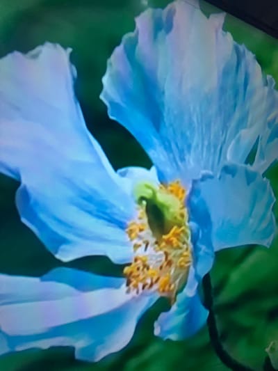 The image is a close-up of a vibrant blue flower, likely a Meconopsis or a similar species, with delicate, ruffled petals. The center of the flower is a striking contrast of bright yellow stamens against a lime green pistil. The background is a soft, out-of-focus blur of green foliage. The image quality suggests it was taken with a digital camera or phone, showing a noticeable pixelation effect. There are no people or identifiable landmarks present in the image, and therefore no specific location within Çiğli, Turkey can be determined.