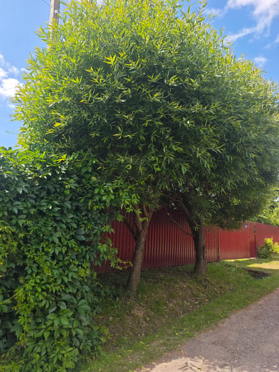 The image shows a large tree with lush green leaves, possibly a willow, situated in front of a red corrugated metal fence. To the left of the tree, a dense wall of green ivy covers a portion of the fence. The ground in front of the fence is covered with grass and a dirt path runs alongside it. A utility pole is visible to the left of the tree, extending towards the sky. The sky is blue with scattered white clouds. The setting appears to be a residential area in Khlevino, Russia, characterized by the fence, vegetation, and path. There are no people or animals visible in the image, and no actions are taking place. The scene is static and depicts a natural outdoor environment.