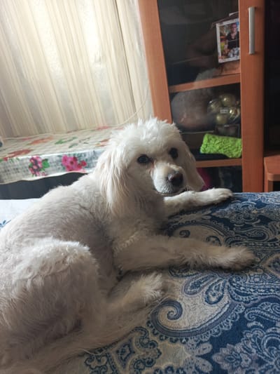 In the interior of a dimly lit room, a white poodle lies on a blue and white patterned blanket. The poodle is in the foreground, facing the camera with its head slightly turned to the left. Its fur is curly and appears somewhat unkempt. The dog's eyes are open, and it has a dark nose. Its front paws are resting on the blanket.
In the background, to the left of the poodle, a table covered with a floral patterned cloth is visible. Behind the table, sheer white curtains hang, obscuring a window. To the right of the poodle, a wooden cabinet with shelves is present. On the top shelf, a framed photograph of a person is displayed, and some decorative spherical objects are on a lower shelf. A bright green cloth item is also on a shelf. The lighting in the room suggests it is evening or overcast.
There is no information in the image to identify its location in the city of Vitim, Russia.