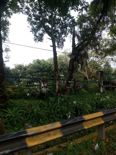 A roadside view showcases lush vegetation. A black and yellow striped guardrail is visible in the foreground. Behind it, a variety of green plants, including ferns and white spider lilies, cover the ground. Several trees are standing tall, interspersed with a metal fence. The background features more greenery and a glimpse of the sky. A utility wire is strung overhead.