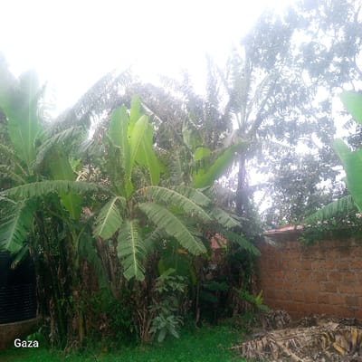 The scene is located in Kamera ward, Kenya. It depicts a dense outdoor area dominated by tropical vegetation under a bright, diffused sky. Numerous large banana plants with broad green leaves and thick stems occupy the majority of the frame, with taller broadleaf trees visible in the background. Green grass covers the foreground, and a pile of dried banana leaves and plant debris is present on the ground in the lower right. A reddish-brown brick wall, constructed in a stretcher bond pattern, serves as a boundary from the lower right towards the center-right. A dark, partially obscured structure with horizontal slats is visible behind the banana plants in the lower-left corner. No individuals or active human presence are visible. The word "Gaza" is overlaid in white text in the bottom-left corner of the image.