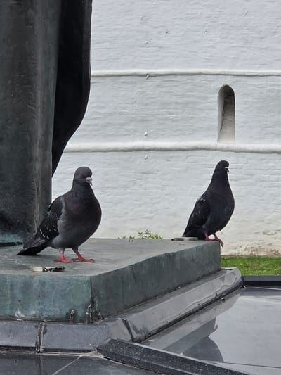Two pigeons are perched on the edge of a dark, weathered stone structure in front of a white brick wall with a small, arched window opening. The pigeon on the left is closer to a large, dark, textured object, possibly a statue, and is facing slightly to the right. It has grey feathers with some lighter speckles on its wings and pink legs. The pigeon on the right is further to the right and is facing to the left, with darker plumage. It also has pink legs. The stone structure appears to be part of an outdoor monument or fountain, with a reflective surface in the foreground. The background is a white brick wall, possibly part of the Trinity Lavra of St. Sergius, a prominent monastery complex in Sergiyev Posad, Russia, known for its distinct architecture and religious significance. A few blades of grass are visible to the right of the pigeons.
