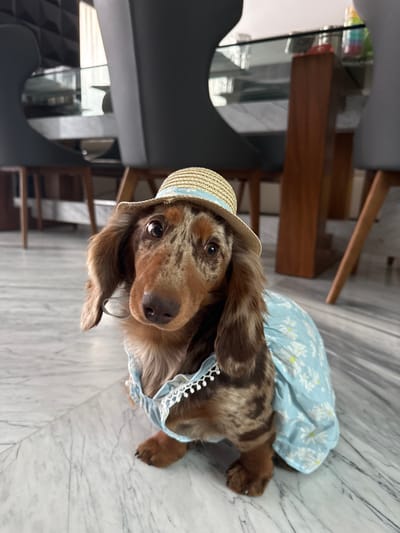 An indoor photograph displays a long-haired dapple dachshund dog seated on a light-colored marble floor featuring grey veining. The dog exhibits a mottled brown, tan, and dark brown merle coat pattern, dark round eyes, and a dark nose. It is dressed in a light blue garment adorned with white daisy patterns and white lace trim with small pom-poms at the neckline. A small, woven straw hat with a light blue ribbon and miniature white floral embellishments rests on its head, slightly askew. The dog faces the camera directly, its head tilted slightly to the left. The background, out of focus, reveals elements of a modern interior, including dark high-backed dining chairs with light wooden legs, partially surrounding a wooden table with a reflective glass top. Reflections are visible on the glass and chair surfaces. A dark, possibly textured wall or furniture piece is discernible behind the chairs on the left. The scene is located within a residence in Zapopan, Mexico.
