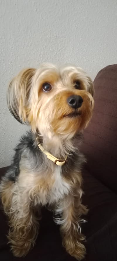 The image shows a close-up of a small dog, likely a Yorkshire Terrier, sitting on a brown upholstered surface, possibly a couch. The dog has tan and gray fur, with darker markings on its ears and back. It is wearing a light-colored collar. The background is a plain, textured off-white wall on the left and the brown upholstery on the right. The lighting appears to be natural, coming from the front and slightly to the left. There is no discernible city or specific location within Galapagar, Spain, visible in the image. The composition focuses solely on the dog and its immediate surroundings.