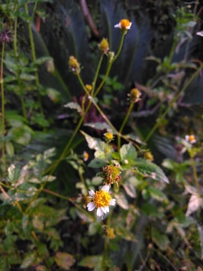 The image displays a close-up, top-down view of natural vegetation located in Mouangkeo, Laos. The primary subject is a *Bidens pilosa* flower, visible in the lower center, featuring white ray florets surrounding a central cluster of bright yellow disc florets. Immediately above this prominent bloom, a spent flower head with maturing achenes is identifiable. Multiple other *Bidens pilosa* flowers and buds, characterized by white petals and yellow centers or immature yellow-green structures, are distributed throughout the midground and background, appearing out of focus. The surrounding environment consists of dense green foliage, comprising numerous stems and leaves, some exhibiting lighter patches or variegation. No human subjects or man-made objects are present. The scene is illuminated by natural, diffused light.