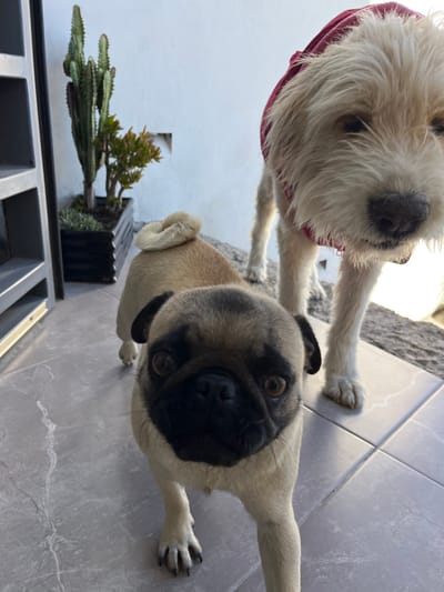 Two dogs, a pug and a terrier mix, are the central focus. The pug is in the foreground, its face close to the camera. The terrier mix is slightly behind, wearing a red shirt. They appear to be on a tiled surface. A cactus in a planter box is situated in the lower-left corner. The background shows part of a building and some sky.