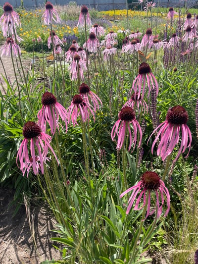 The image shows a close-up view of a garden filled with pink coneflowers (Echinacea purpurea) in bloom. The flowers have characteristic drooping petals and prominent spiky centers. In the background, other flowers and greenery are visible, including some yellow flowers and purple salvia. A small butterfly with orange and black markings is perched on one of the coneflowers. The scene is brightly lit by sunlight, casting shadows on the soil in the foreground. The location of Nikolayevka, Russia, is not evident from the visual information provided in the image.