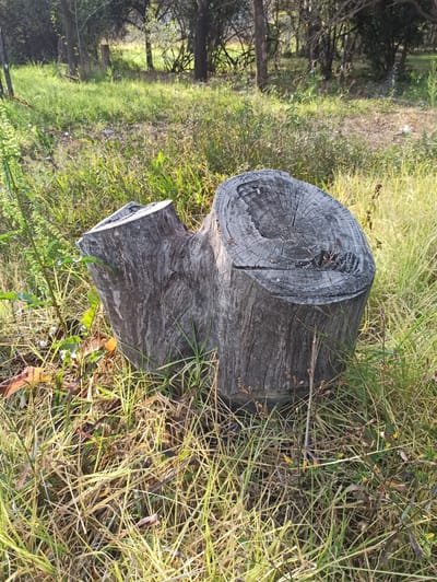 This is a vertical, medium-shot, outdoor photograph of a weathered tree stump in a grassy area. The stump, made of gray wood with visible growth rings, is the primary subject. It appears to be old and has a rough texture with cracks and indentations. The stump is surrounded by tall, dry grass and some greenery, suggesting a natural or semi-wild setting. In the background, a pathway or clearing is visible, with trees and dappled sunlight filtering through the foliage. The overall lighting suggests it is daytime, possibly late afternoon, given the warm tones and shadows. The scene evokes a sense of nature and tranquility. No people are visible, nor is there any text. The location is identified as Randburg, South Africa.