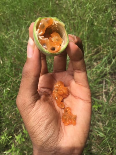 An upward-angled outdoor shot in Limuru, Kenya, depicts a single hand of an individual with dark skin. The hand is positioned centrally, holding a green, ovoid fruit, split lengthwise, between the thumb and forefinger of the right hand. The fruit's interior reveals translucent, orange, gelatinous pulp surrounding small, dark seeds. Below the fruit, in the open palm of the same hand, rests a quantity of the separated orange, gelatinous pulp and seeds. The background consists of blurred green grass and foliage, suggesting an outdoor, vegetated environment under natural light.