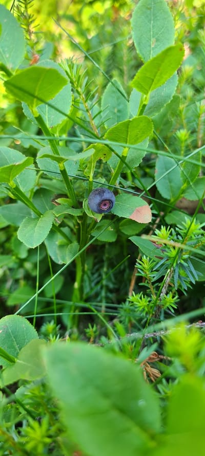 This image features a close-up view of a single ripe blueberry on a bush, set against a backdrop of green foliage and pine needles. The blueberry is dark purple with a small reddish-purple center and appears plump and fresh. It is surrounded by the broad, oval-shaped leaves of the blueberry plant, some of which show slight browning at the edges, indicating seasonal change or natural variation. Interspersed among the leaves are thin, grass-like blades and the delicate, spiky branches of a coniferous plant, possibly pine or spruce, typical of a forest environment. The lighting suggests it is daytime, with soft, diffused light creating a natural and somewhat muted color palette. The overall setting is a natural, outdoor scene, likely a forest floor or woodland edge in Deutschnofen - Nova Ponente, Italy, characterized by the presence of blueberry bushes and coniferous vegetation. There is no text visible in the image, nor are there any people or specific events depicted. The image focuses solely on the blueberry and its immediate surroundings, creating a still life of a natural element.