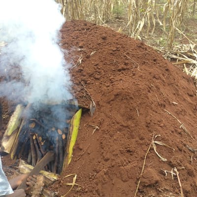 In Mururi, Kenya, a large, reddish-brown earthen mound, approximately 1.5 meters high, occupies the foreground and midground. From an opening at the lower left base of the mound, a significant volume of thick white smoke is actively emitting. Within this opening, several pieces of dark wood are visible, arranged vertically, alongside two large, green, split plant stems, likely banana stalks, supporting the opening. A person's bare forearm and hand are partially visible in the lower left corner, holding a dark, flat, elongated object, possibly a tool or piece of wood, near the base of the smoke emission point. The background consists of dry, yellowish-brown agricultural vegetation, consistent with mature or harvested crops like maize, under an overcast sky. The scene depicts an active process of biomass combustion, likely for charcoal production, within a rural or agricultural setting.