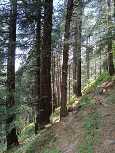 The image depicts a dense forest with tall pine trees. A narrow dirt path winds through the trees, ascending a grassy slope to the right. Sunlight filters through the canopy, illuminating patches of the forest floor and the path. Rocks are scattered along the path and the slope. The ground is covered with pine needles and sparse green vegetation. The overall scene is one of a natural, serene forest environment. The location is described as Sarsai, India.