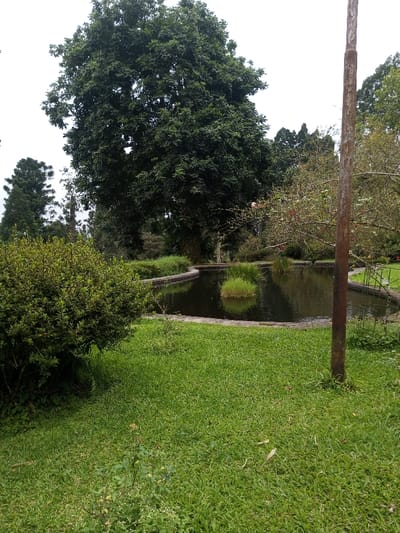 A tranquil scene features a small, dark pond with an island of grass at its center. A stone edge surrounds the pond, nestled amidst lush green grass. A large, leafy tree dominates the background, with other trees and bushes scattered throughout. A rusty metal pole stands to the right, adding a contrasting vertical element. The overall impression is one of serene natural beauty.