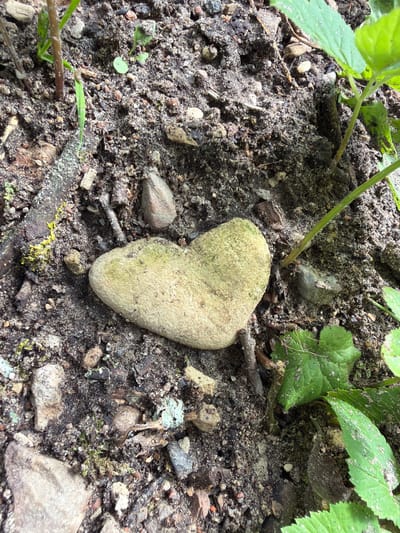 A heart-shaped, light-colored stone rests on dark soil speckled with small pebbles and debris. Green plants are visible around the stone. The scene appears to be outdoors, possibly in a garden or natural setting, with no indication of it being in Tēraudi, Latvia.