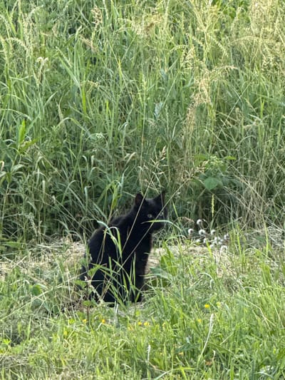 A black cat with light green eyes sits in tall green grass in an outdoor setting. The cat is facing the viewer, with its head slightly tilted. Its paws are tucked beneath its body. The grass is a mix of green stalks and lighter, dried grass. Some small white flowers are visible in the grass near the cat. The background is a dense field of grass and other vegetation, suggesting a natural or rural environment. The location is Vol'noe, Russia.