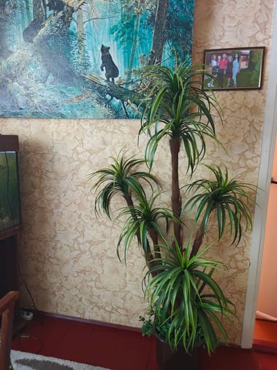 The image depicts an indoor scene, likely a room in a residential setting, with a focus on a tall, artificial palm plant. The plant, with multiple trunks and long, green fronds, is placed in a dark brown pot. Behind the plant, a wall is covered with floral patterned wallpaper in shades of beige and light pink. To the left of the plant, a large framed painting hangs on the wall, featuring a forest scene with bears. Above and slightly to the right of the plant, a framed photograph shows a group of five people, three women and two men, posing outdoors in what appears to be a garden. A portion of an aquarium is visible to the far left of the frame, behind the plant. The floor is painted red and appears to be made of wooden planks. An electrical outlet with a cord is visible on the wall near the floor. The image is taken from a slightly low angle, looking upwards towards the painting. The lighting suggests an interior, possibly with natural light from a window not visible in the frame. The context of Kotelva, Ukraine, is not directly inferable from the visual elements within the image itself.