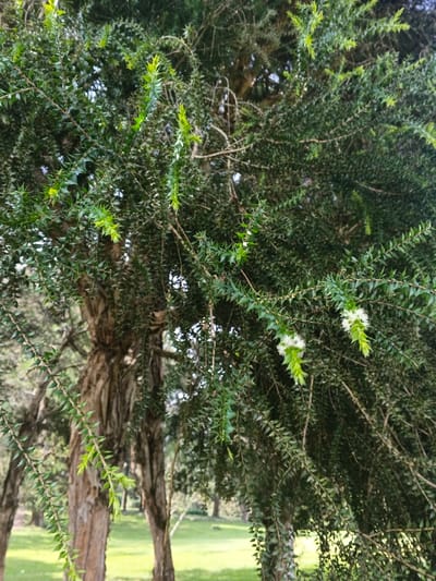 The image depicts a tree with small, dark green, spiky leaves densely covering its branches. Some branches bear white, elongated flowers. The tree's bark is a light brown color with a shredded texture. In the background, a green lawn and other trees are visible, suggesting a park or garden setting. The scene is captured in daylight.