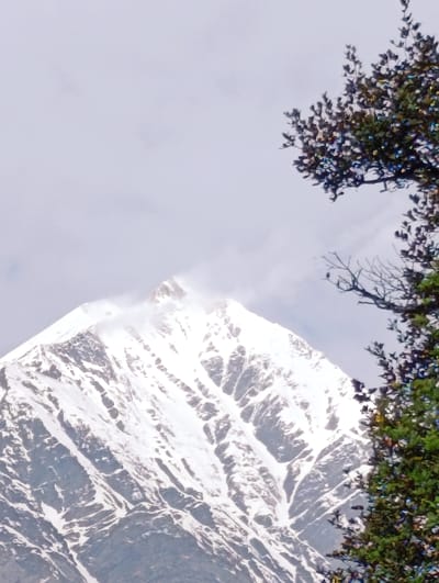 A snow-capped mountain peak looms in the background, partially obscured by clouds. In the foreground, to the right, is a tree with dark green foliage and bare branches. The sky is overcast and pale.