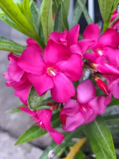The image displays a close-up, eye-level view of a cluster of vibrant pink oleander flowers. The flowers are in various stages of bloom, with some fully open and others as buds. The petals are broad and slightly ruffled, with a lighter shade in the center where the stamens are visible. Green, lance-shaped leaves surround the flowers, some appearing glossy and others slightly dull. The background is out of focus, showing hints of gray concrete and what appears to be a dull gray wall or structure. There are no people or animals visible in the image. The lighting suggests it is daytime, with soft light illuminating the flowers. The overall scene is a natural, botanical subject, likely taken in a garden or outdoor setting.