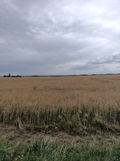 The image captures a vast, golden field of crops, likely rapeseed or wheat, stretching towards a distant horizon under a cloudy sky. The foreground features a border of green grass and dry vegetation, indicating a rural setting. In the background, a low-rise tree line separates the field from a hazy landscape dotted with power lines and a water tower, suggestive of a sparsely populated area. The overall impression is one of agricultural expanse under a subdued, overcast sky, consistent with the rural environment of Dřevčice, Czechia.