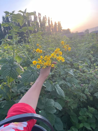 This media file depicts a close-up view of a person's arm reaching out and holding a cluster of small yellow flowers. The arm is wearing a red shirt with a white floral pattern. The background is filled with lush green foliage, suggesting a natural setting like a garden or field. The leaves appear to be from a plant with large, textured leaves, possibly raspberry bushes given the small red berries visible in the background. The overall lighting indicates it's either sunrise or sunset, with a soft, warm glow illuminating the scene from the left and casting a gentle light on the flowers and foliage. The sky is bright and hazy, further reinforcing the time of day. The image is oriented vertically, with the flowers and arm occupying the central and right portions of the frame, and the natural landscape and sky on the left. The focus is sharpest on the flowers and the arm, with the background softly blurred. There is no visible text in the image. The scene suggests a moment of harvesting or appreciating nature's bounty.
