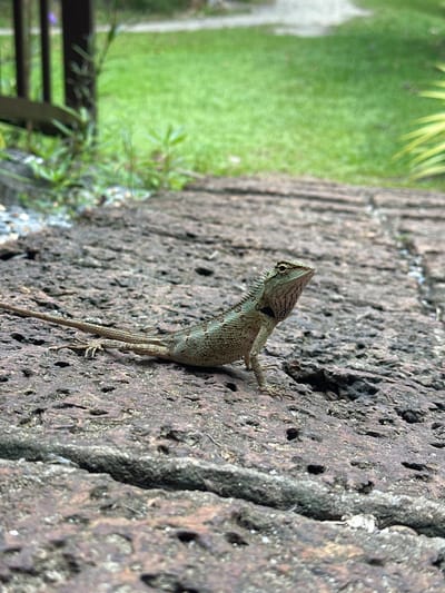 A small, green and brown lizard is perched on a textured, dark brown stone surface. The lizard is facing towards the right of the frame, with its head tilted upwards and its mouth slightly open. Its body is elongated, with a long, slender tail extending behind it. The stone surface appears to be uneven and pitted, with some areas showing moss or lichen growth. In the background, a blurred expanse of green grass and foliage suggests an outdoor environment. Partially visible in the upper left is a dark brown wooden structure, possibly a railing or fence. The scene appears to be a naturalistic setting, likely a garden or park area within Tambon Khlong Thom Nuea, Thailand, given the characteristic flora and stone pathways common in such regions.
