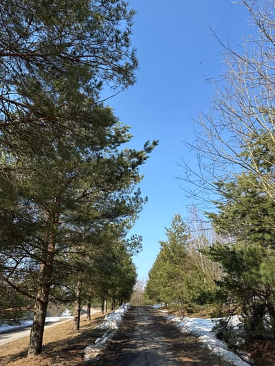 The image depicts a wooded pathway in Voksherino, Russia, under a clear blue sky. The scene is observed from a low-angle perspective, looking forward along a dark, unpaved or minimally paved path that recedes into the distance. Tall coniferous trees, primarily pines with green needles, line both sides of the path, forming a canopy that frames the upper portion of the image. On the right side of the path, significant accumulations of white snow are present on the ground, indicating residual winter conditions. The ground immediately adjacent to the path and beneath the trees is covered with brown, dried vegetation and dirt where snow has melted. On the left side of the path, less snow is visible, revealing more brown ground cover. Further into the background, a mix of coniferous and bare deciduous trees, devoid of leaves, are visible. No individuals, animals, or objects indicating human activity (other than the path itself) are present. The sunlight appears bright, casting shadows from the trees onto the path.