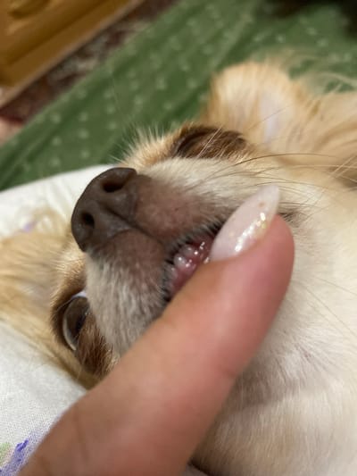 The image shows a close-up, oblique view of a small dog's mouth. The dog has light-colored fur and its lips are pulled back to reveal its teeth and gums. A human finger, with a light-colored, glittery nail polish, is holding the dog's lips back. The background is out of focus but appears to be a green textured surface and a wooden surface. The image is a still photograph and does not depict any action taking place in Andzhiyevsky, Russia.