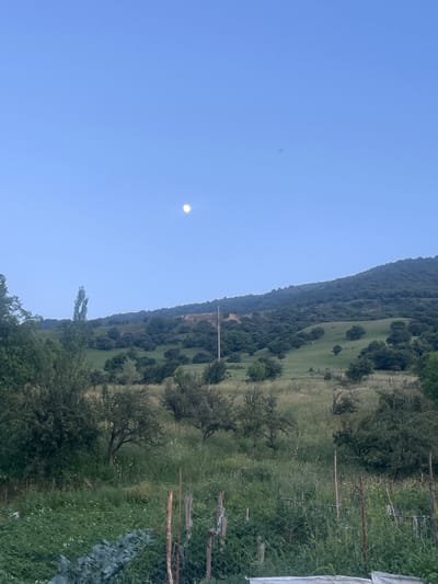 The image depicts a sunlit, rural landscape in Taran-Bazar, Kyrgyzstan. The scene is dominated by a large, tree-covered mountain that slopes gently upwards, with patches of green grassland interspersed with trees on its lower slopes. The sky is a clear, bright blue, with the moon visible as a small, luminous disc in the upper left quadrant of the frame.
In the foreground, a wire fence runs horizontally across the right side of the image, separating a cultivated area from the wilder landscape. This cultivated area appears to be a garden, with rows of plants, including what looks like cabbage, growing amongst other greenery. Wooden stakes and poles are visible, suggesting support structures for the plants. The overall impression is one of a tranquil, agricultural setting, likely in the late afternoon or early evening given the quality of the light and the visible moon. The weather appears to be clear and fair. There is no text visible in the image.
