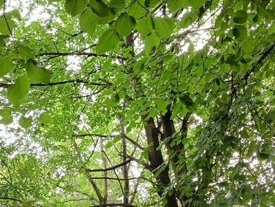 This is a medium-angle, outdoor shot looking up through the dense canopy of trees. The image is dominated by vibrant green leaves and dark tree branches, creating a natural, leafy ceiling against a bright, overcast sky. Sunlight filters through the leaves, dappling the scene with light and shadow. The trees appear to be deciduous, judging by the broad leaves. The branches are intricate and interwoven, suggesting a mature forest or park setting. There are no people or man-made objects visible. The overall mood is tranquil and serene, evoking a sense of being immersed in nature. The lighting suggests it could be daytime, possibly with diffused sunlight due to cloud cover. No text is visible in the image. The location context is Ruda Śląska, Poland.