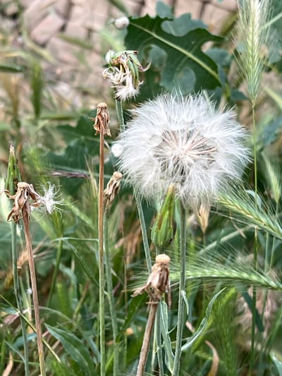 A close-up, eye-level shot captures a collection of dandelions in varying stages of their life cycle. In the center, a mature dandelion head, a fluffy white sphere composed of delicate seed structures, is the focal point. To its left, several spent dandelions are visible, their dried seed heads withered and brown, some with remnants of parachute-like seeds clinging to them. Green stalks and leaves of other plants, along with some dried grasses and a budding green structure that may be a dandelion bud or another plant, create a natural, somewhat overgrown environment. The background is softly blurred, hinting at a path or ground cover of pebbles and muted green foliage. The lighting is natural, likely from daylight, casting a soft glow on the subjects. The scene appears to be an outdoor setting, possibly a field or garden, within the city of Ленинское сельское поселение, Ukraine.