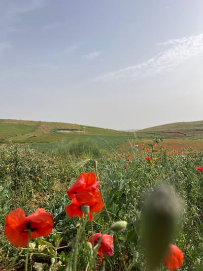 A field of red poppies and green vegetation under a hazy sky. The image is tilted on its side. In the background, a hill slopes upward. This is Laamamra لعمامرة, Morocco.