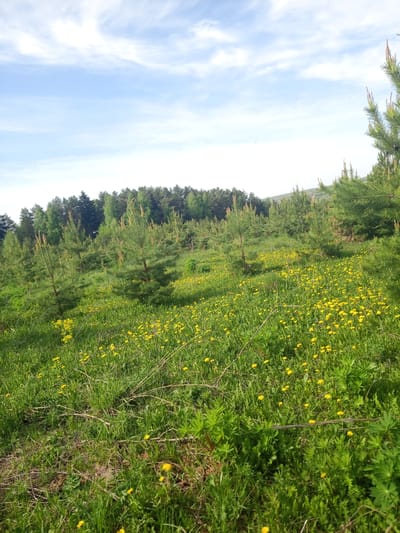 The image shows a field of green grass and yellow dandelions in a rural area near Ural'skoe, Russia. Scattered throughout the field are young pine trees. In the background, a line of taller trees can be seen along the horizon. The sky is blue with some wispy clouds. No people or animals are visible. The scene appears to be a natural landscape, possibly a reforestation area or a meadow near a forest.
