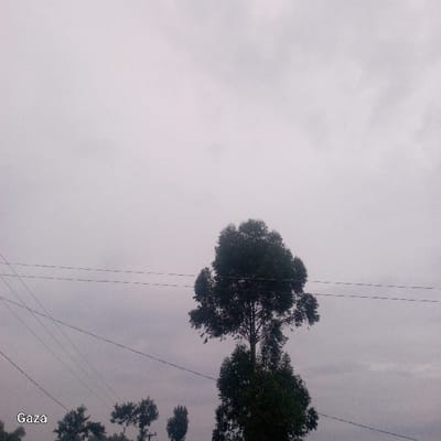 This image depicts an outdoor scene in Bonyamaro ward, Kenya, under an overcast sky. The upper two-thirds of the frame are dominated by a uniform, light grey sky with visible cloud cover. A large, dark green deciduous tree stands prominently in the center-right, extending from the lower edge towards the upper middle of the frame, with its foliage appearing dense. Multiple black electrical or utility lines traverse horizontally across the mid-ground, passing behind the main tree, with additional diagonal lines visible in the lower-left quadrant. Several smaller, dark green tree tops are visible in the lower-left foreground. The word "Gaza" is present as white text in the bottom left corner of the image. No people, animals, or specific actions are discernible.