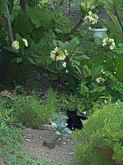 A black cat with bright yellow eyes is partially hidden in lush green foliage. The cat is looking directly at the camera, its head peeking out from under dense leaves. The setting appears to be an outdoor garden with various plants and flowers, including clusters of small white and yellow blooms. The ground is covered in dark soil and small stones. A white pot is visible in the background, amidst the greenery. The lighting suggests it is daytime, possibly late afternoon given the slightly shaded areas. The overall impression is one of a peaceful, natural environment where the cat is camouflaged amongst the plants. There is no visible text in the image.