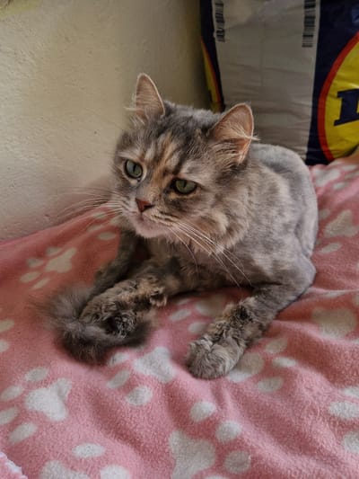 A grey tabby cat with green eyes is lying on a pink blanket with white paw prints. The cat is facing left and looking slightly down. Its fur is fluffy and appears to have been recently groomed in some areas. Behind the cat, to the left, is a beige wall. To the right, a large white and yellow bag is visible, with blue lettering and black bars. The environment suggests an indoor setting, possibly a home. The image does not provide any information about the city of Raduvene, Bulgaria, or its specific location within it.