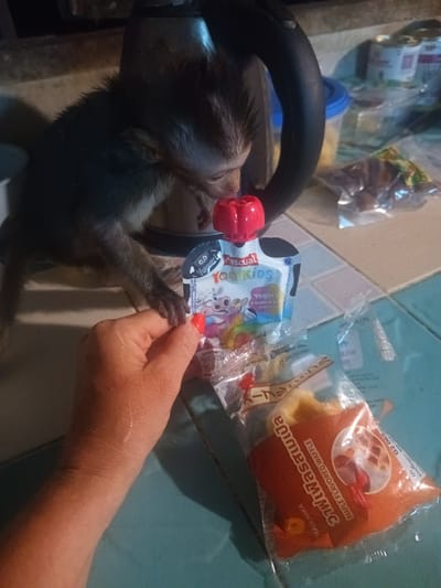 The scene captures a domestic setting, likely in a residence in Ban Tai, Thailand, where a small monkey is being offered a yogurt pouch by a human hand. The hand, with red-painted nails, holds the "Pascual Yogikids" yogurt pouch, which is being approached by the monkey, who appears eager to receive it. Near the hand and yogurt pouch is a packaged maple-flavored waffle, with the text "MARUNAKA" and "MAPLE FLAVORED WAFFLE" visible. In the background, a black kettle stands, and there are several food containers on the tiled surface. The scene suggests an interaction between a human and a monkey, possibly involving feeding or sharing food. The tiled countertop indicates the setting might be a kitchen area.