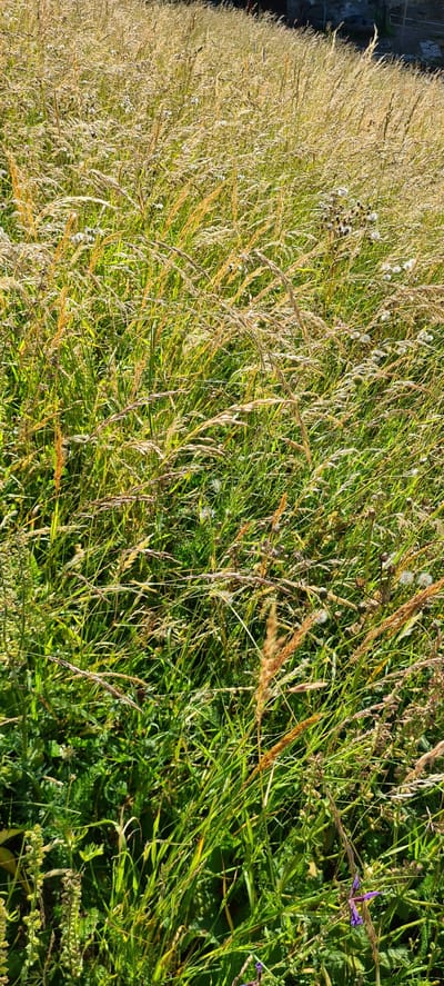 A dense field of tall, dry grasses and green vegetation dominates the frame, illuminated by sunlight from the upper right, casting shadows and creating a dappled effect. Scattered throughout the grass are small, white fluffy seed heads and some darker, dried flower remnants. The overall impression is one of a wild, untamed meadow. In the lower right corner, a few purple flowers add a touch of color. The background is out of focus, but appears to show a darker, possibly rocky or built-up area. This scene is located in the municipality of Deutschnofen - Nova Ponente, Italy.