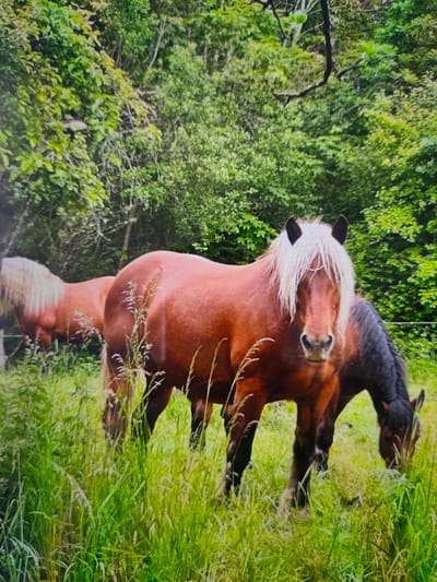 The image depicts two horses in a grassy, wooded area. The horse in the foreground is reddish-brown with a light-colored mane and is facing the camera. Its head is slightly tilted, and its eyes are looking forward. To the left and behind it, another horse with a lighter mane is visible, partially obscured by the foreground horse. In the background, dense green foliage suggests a forest or a heavily wooded park. The ground is covered in tall, green grass. There is a white fence visible on the left side of the image. The lighting suggests it is daytime, likely overcast or in the shade of the trees. There is no indication of the city of Zrenjanin, Serbia, in the image.