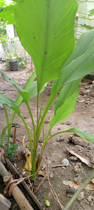 This is a close-up, eye-level, outdoor, medium shot of a turmeric plant (Curcuma longa) growing in sandy soil. The plant has large, vibrant green leaves and thick, green stalks. Some dried, brown leaves and debris are scattered around the base of the plant, along with bamboo poles. The background is out of focus, showing more of the sandy ground and some distant greenery. The scene appears to be in a garden or yard setting in Uleemeuria, Indonesia. There are no people or animals visible in the image.