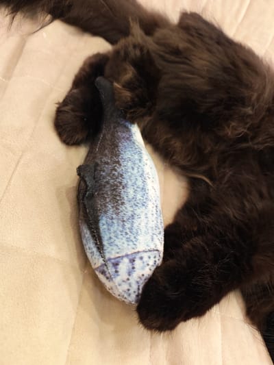 In Kalmykovo, Russia, a close-up shot shows a black cat with long fur lying on a beige quilted surface. The cat is holding a blue and white patterned fish-shaped toy in its paws. The toy appears to be made of fabric and has visible stitching, with a small tear or opening on one side. The cat's body partially obscures the toy and the surface beneath it. The lighting is soft, casting subtle shadows.