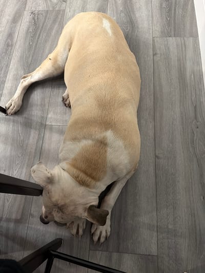 A light tan and white short-haired dog is lying on a gray plank floor. The dog is positioned near a black chair, with its head resting against one of the chair's legs. The location is indoors, likely a residence. There is no indication of the location being in Las Vegas.