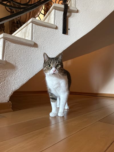 A grey and white tabby cat stands on a polished wooden floor beneath a white staircase. The cat is facing the camera, with its head tilted slightly to the right. Its eyes are open and green, and its ears are perked up. The staircase is textured and has a metal railing at the top. The background is a plain, light-colored wall. The scene appears to be indoors, possibly in a residential setting, in Polenitsa, Bulgaria.